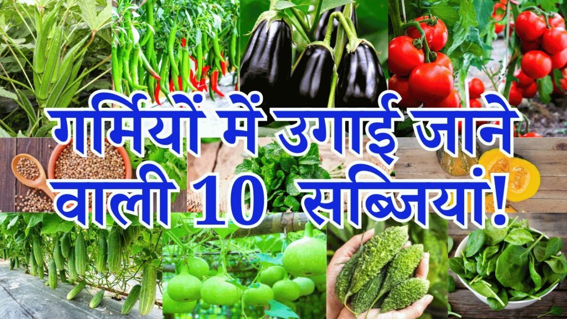 गर्मियों में घर पर उगाने के लिए टॉप 10 सब्जियाँ | Top 10 Summer Vegetables To Grow At Home In India गर्मियों में घर पर उगाने के लिए टॉप 10 सब्जियाँ | Top 10 Summer Vegetables To Grow At Home In India