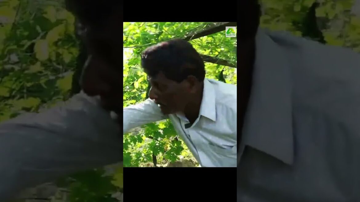 ഇവരാണ് പാവൽ കൃഷിയിലെ സൂപ്പർസ്റ്റാറുകൾ! പാലിയും മായയും