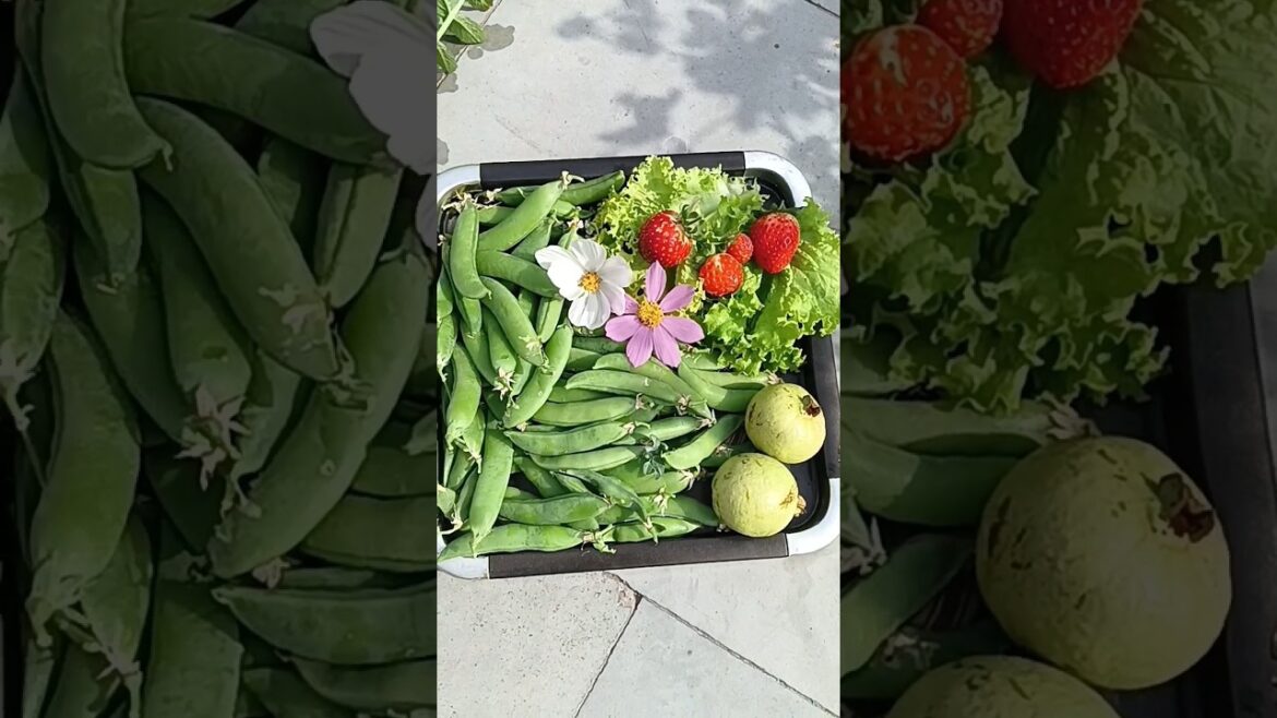 Sunday vegetable harvesting #ytshorts #gardening #sundayminivlog #harvest #trending