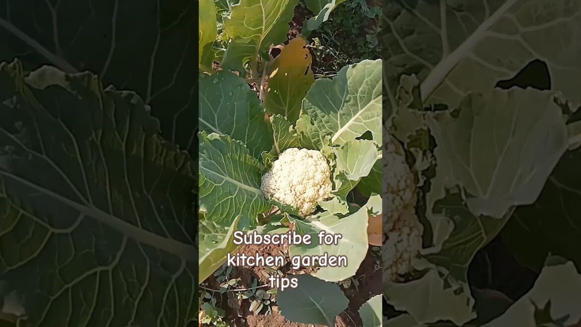Subscribe for kitchen garden tips || #organic #kitchen #gardening