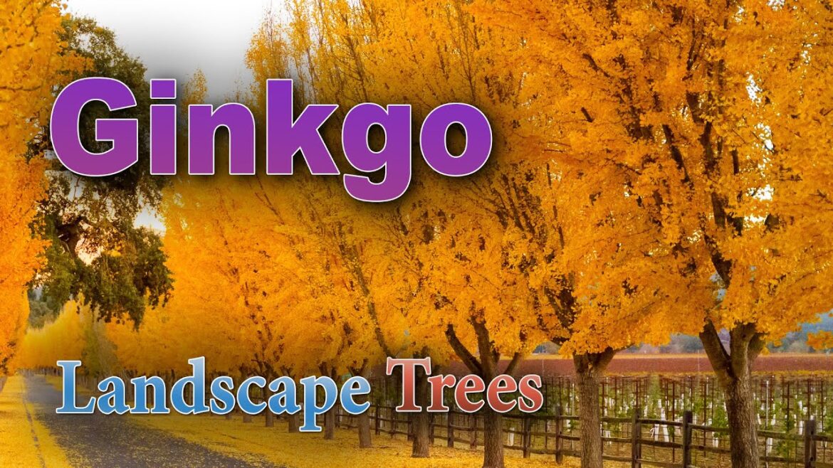 Will a Ginkgo Tree Grow in Your Yard? Will a Ginkgo Tree Grow in Your Yard?