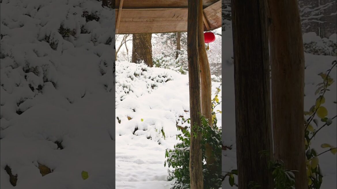Unwind in Snowy Japanese Garden #calm #shorts Unwind in Snowy Japanese Garden #calm #shorts