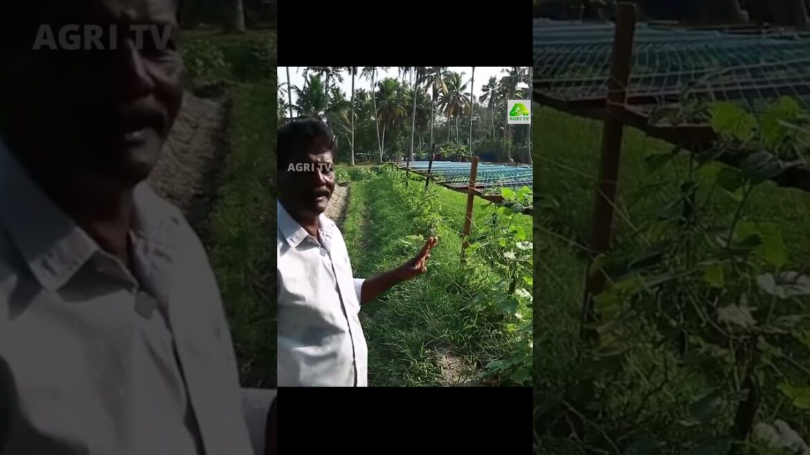 ഈ കുക്കുംബർ അല്പം സ്പെഷ്യൽ ആണ്! എല്ലാ പൂക്കളും കായാവും, ഔഷധഗുണവുമേറെ #farmingkerala