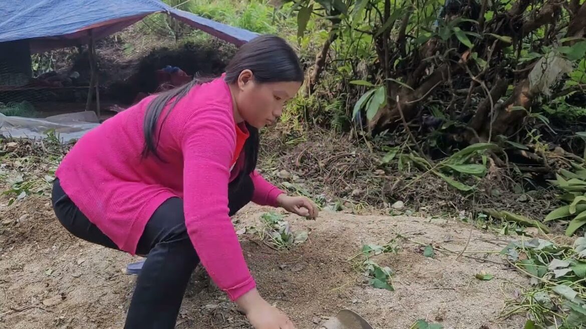 vegetable gardening. grow sweet potatoes. build a chicken coop.