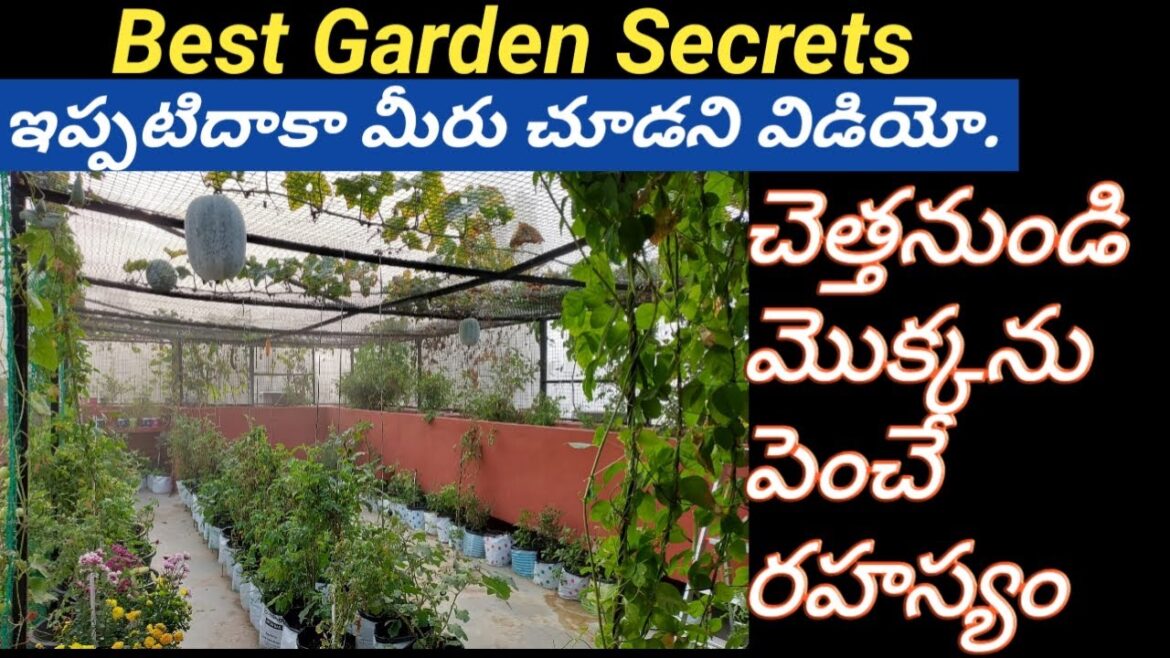 Best Garden Secrets/చెత్త నుండి మొక్కను పెంచే రహస్యం #gardentips  #gardenhacks #gardening #plants