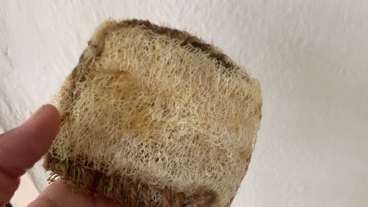 Making a Fancier Luffa Sponge + Planting Chayote (Christophine) Making a Fancier Luffa Sponge + Planting Chayote (Christophine)