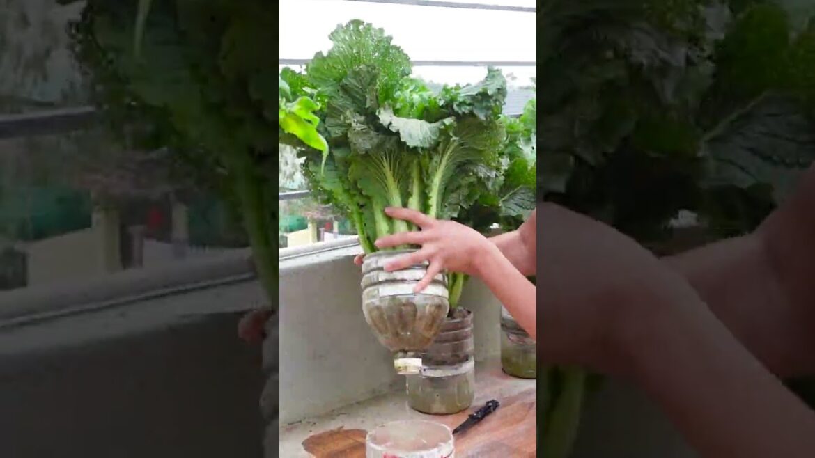 This Is A Way To Grow Vegetables For Lazy People, Without Watering, Little Care Requires This Is A Way To Grow Vegetables For Lazy People, Without Watering, Little Care Requires