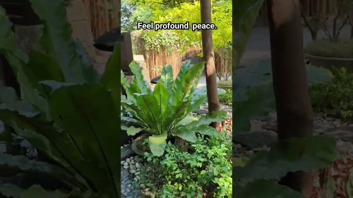 Japanese Garden Rizal Park Manila