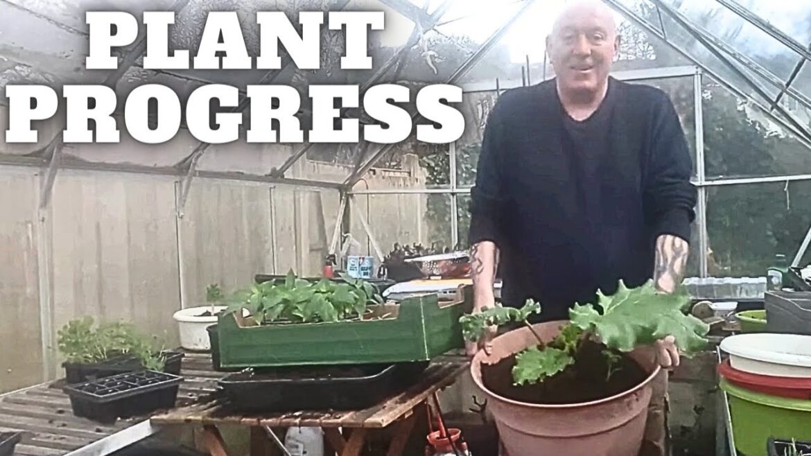 Plants Growing Progress Plants Growing Progress
