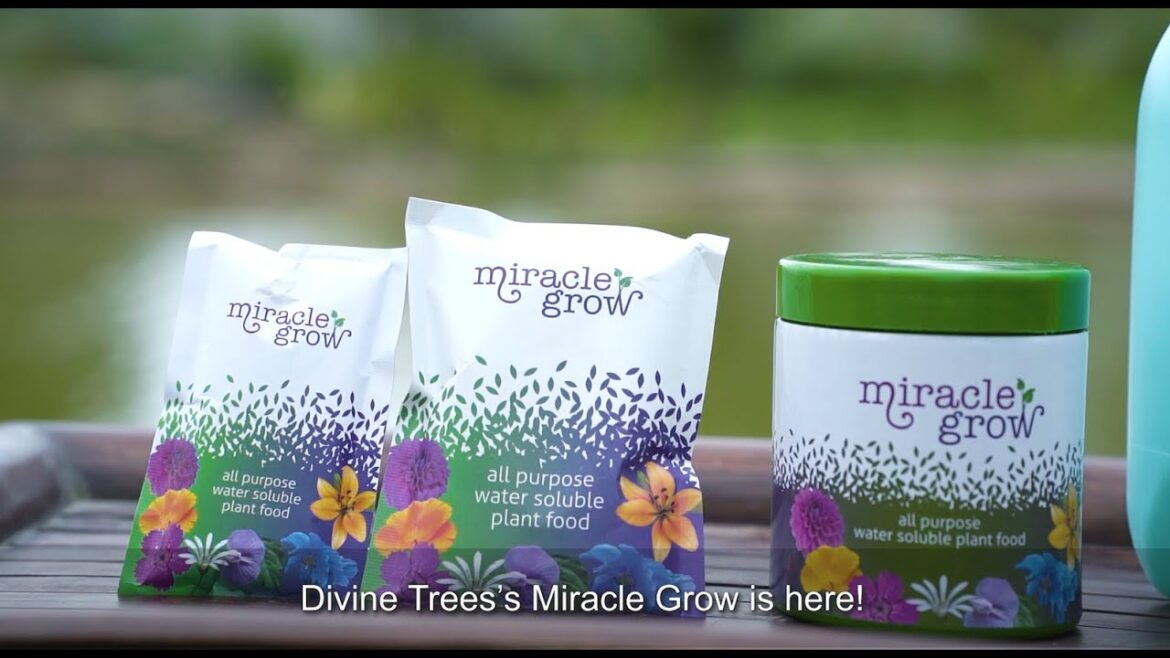 Why and How to Use Divinetree Miracle Grow | All Purpose Water Soluble Plant Food #miraclegrow Why and How to Use Divinetree Miracle Grow | All Purpose Water Soluble Plant Food #miraclegrow