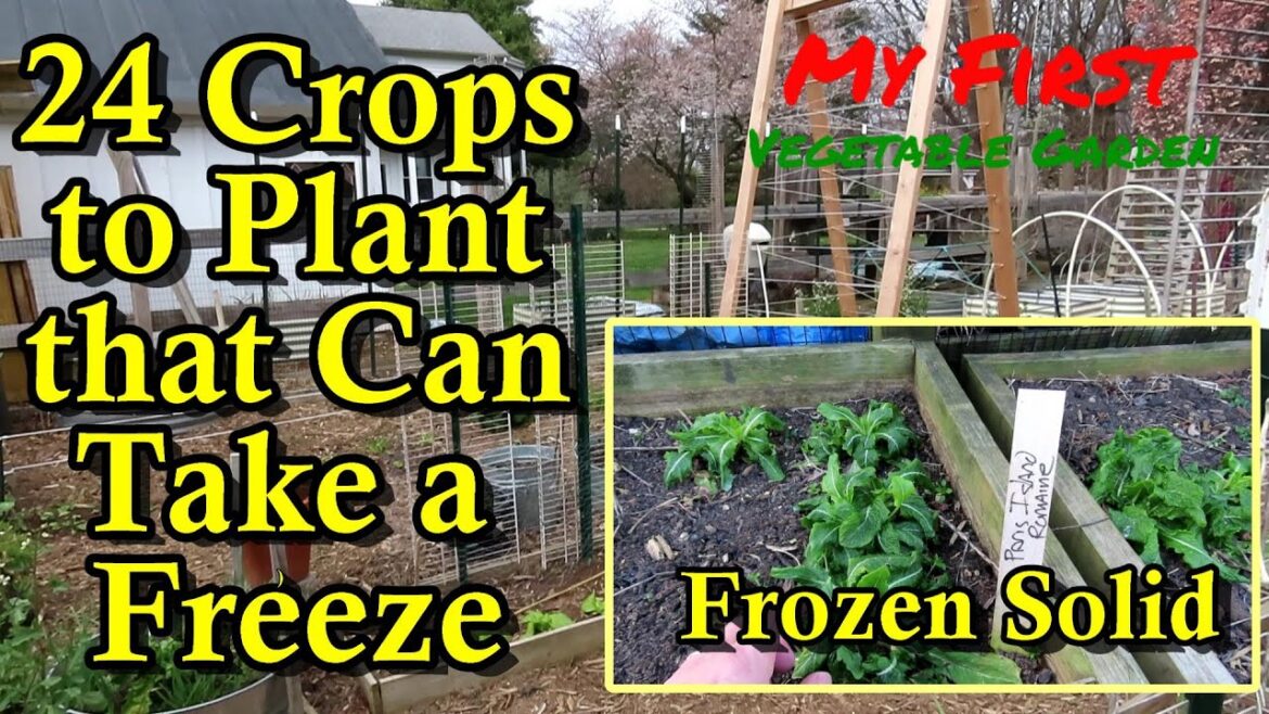 Gary Pilarchik: 24 Cool Season Crops to Plant in March & April: Examples of Frozen Plant and What That Means. 24 Cool Season Crops to Plant in March & April: Examples of Frozen Plant and What That Means.
