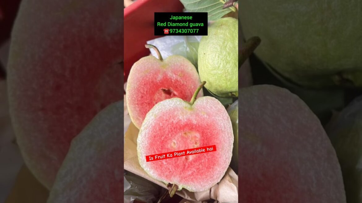 Japanese RED DIAMOND GUAVA plant Available in Ariful Nursery #fruit #gardening #plant