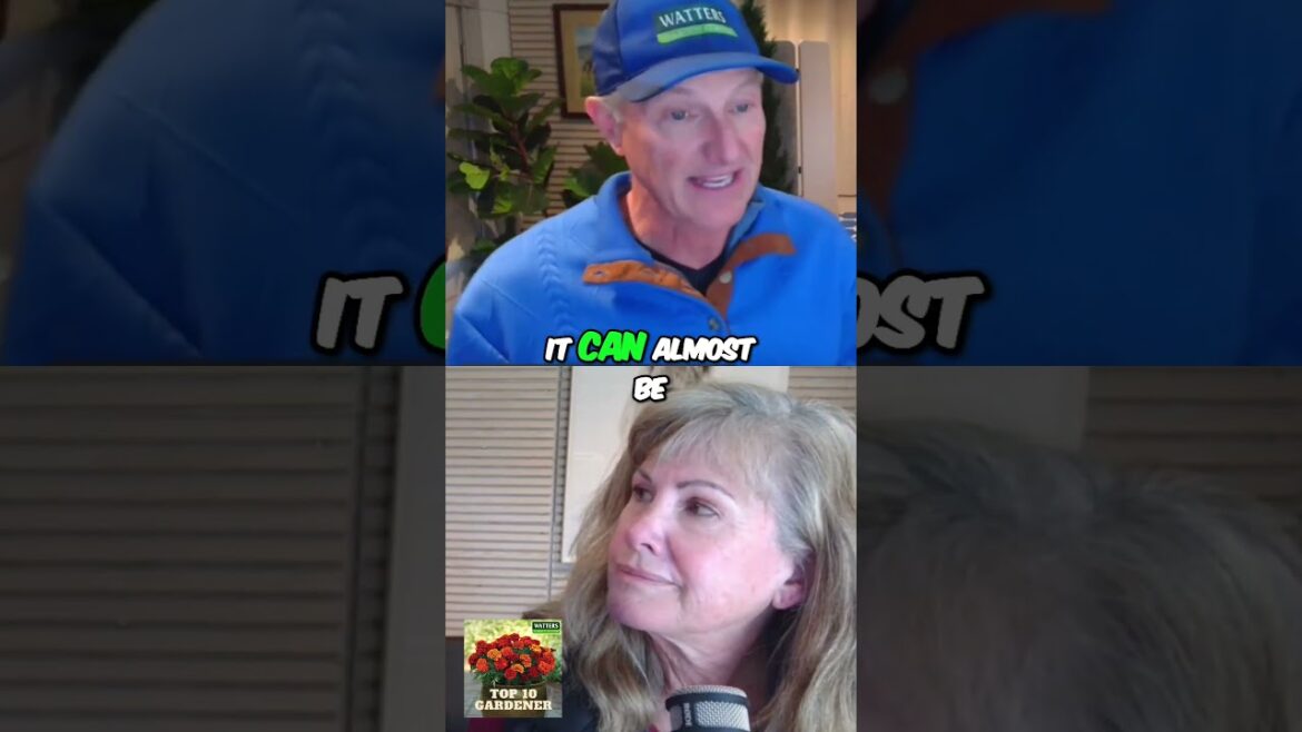 Lily of the Valley - A Fragrant Shade Loving Perennial for Your Garden