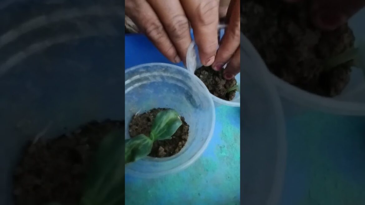 How to Grow Sponge Gourd From Seeds || Germinate Tori Plants