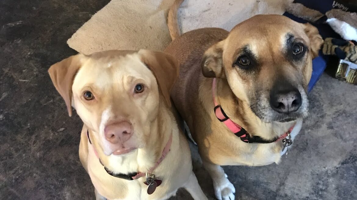 Backyard garden early March 2024 Backyard garden early March 2024