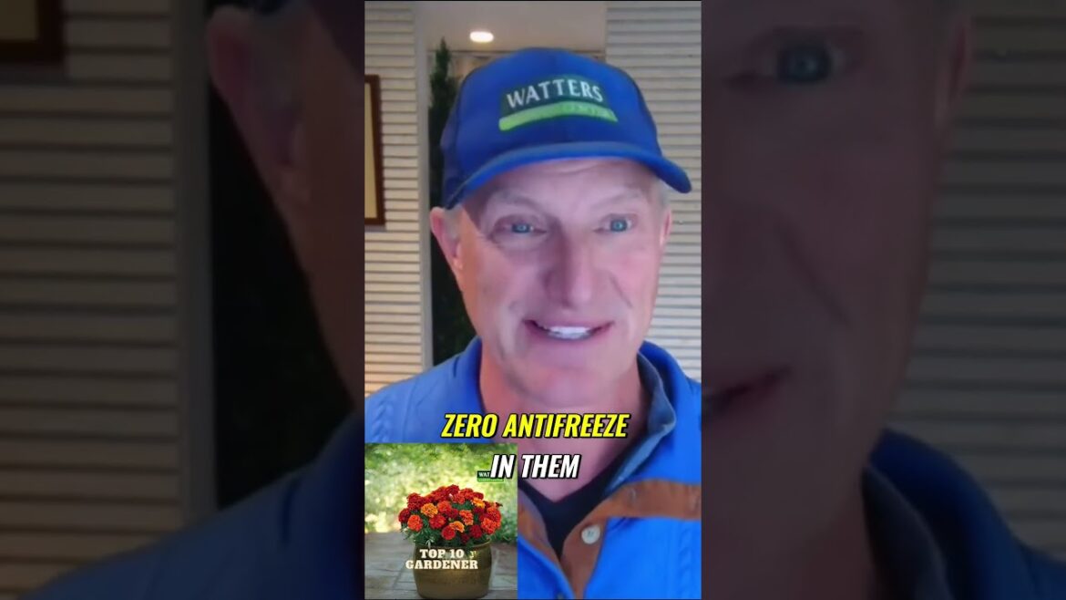 How to Protect Your Plants from Frost  Tips for Cold Weather Gardening