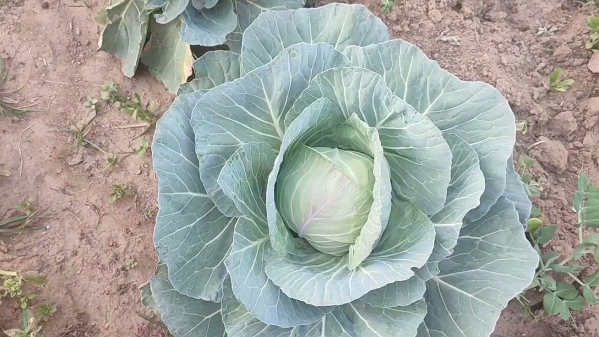 organic Gardening । vegetable gardening । gardening vlog । Village life । vegetables gardening ideas