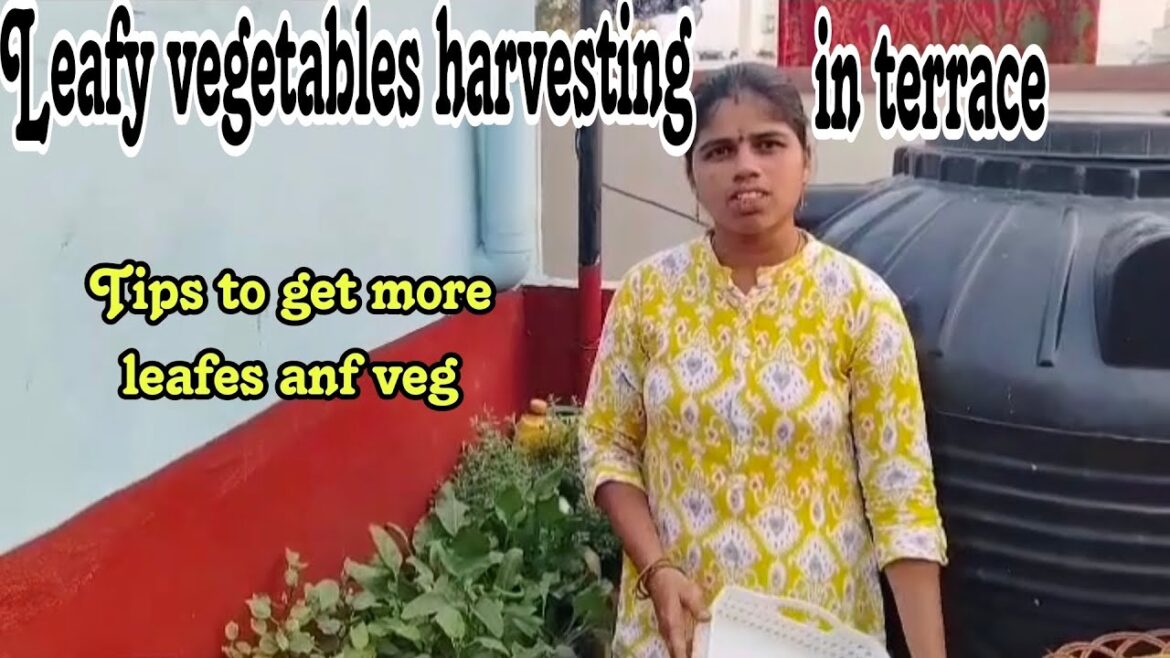 Leafys and vegetables harvesting in my garden #Tips from nethra Leafys and vegetables harvesting in my garden #Tips from nethra