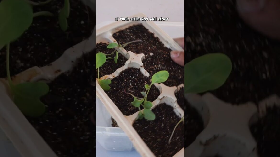 Seed Starting Masterclass: Ep 3 - Up-Potting Seedlings 🌱🚀 #Shorts
