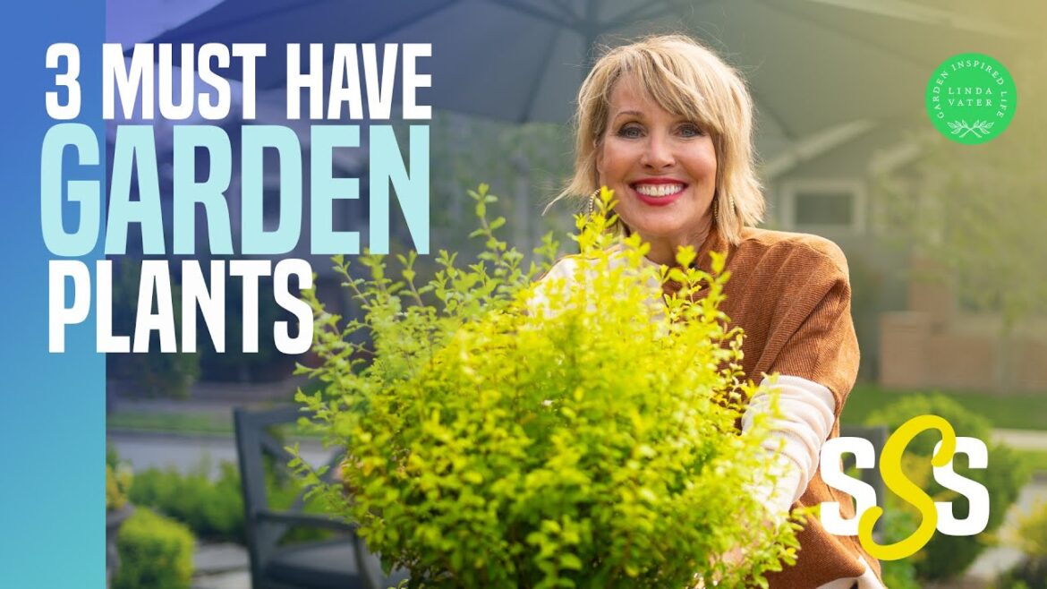 Three Easy Must-Have Garden Plants For My Front and Back Yard Three Easy Must-Have Garden Plants For My Front and Back Yard