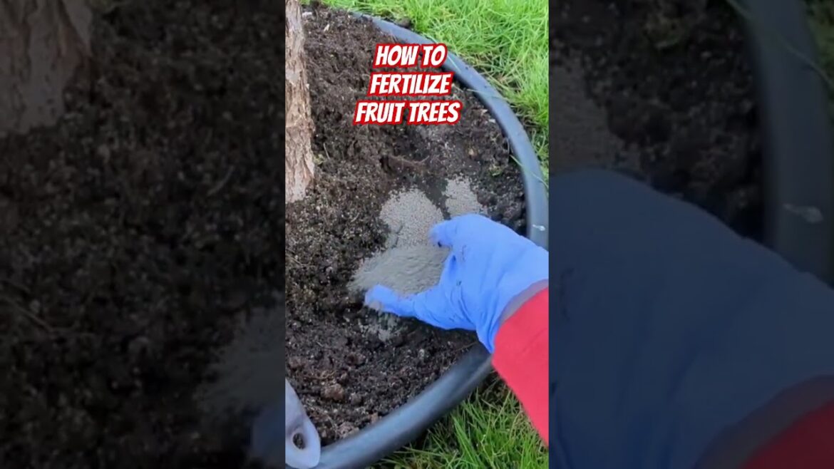 Discover the Best Fertilizer for Fruit Trees #gardeningtips