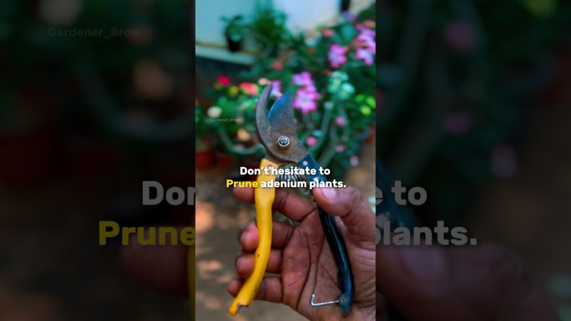 Will you prune your adenium after watching this video ?  Do comment ☺️ #gardening #ytshorts #adenium