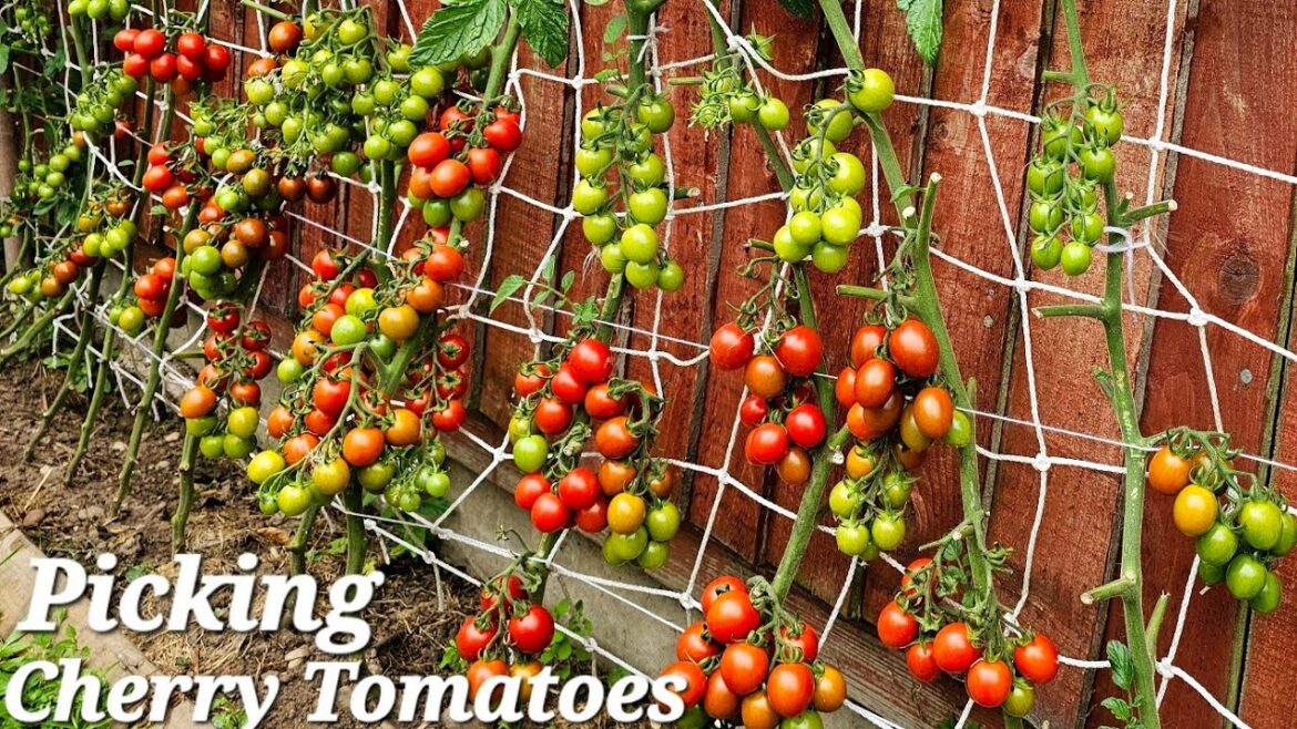 picking Cherry tomatoes 🍅 | home gardening UK | gardening ideas for home vegetable #tomato
