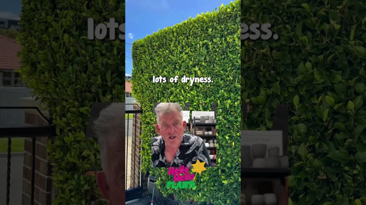 Ficus Flash‼️🌱👀 Part 2