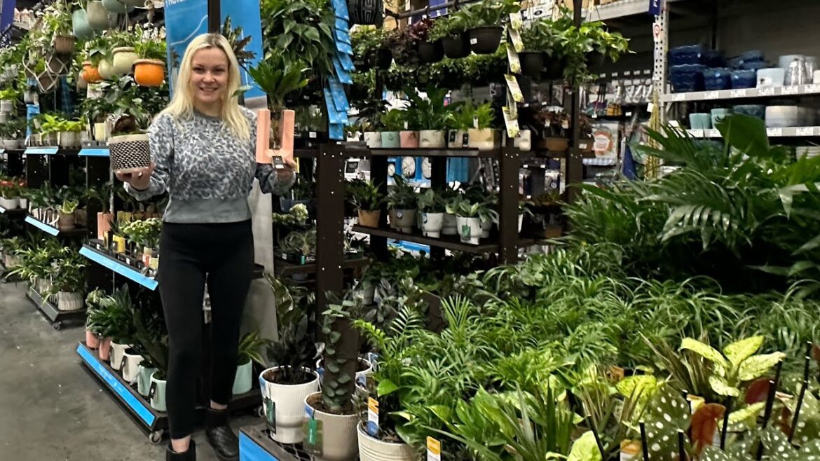 LOWES HOUSEPLANT RESTOCK🪴FINDING RARE PLANTS AT LOWES🤩BIG BOX SHOPPING FOR INDOOR PLANTS🛒 LOWES HOUSEPLANT RESTOCK🪴FINDING RARE PLANTS AT LOWES🤩BIG BOX SHOPPING FOR INDOOR PLANTS🛒