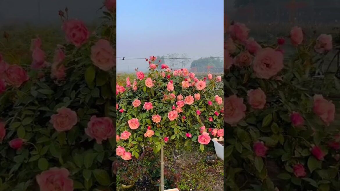 #relaxing #love #flowers #shorts