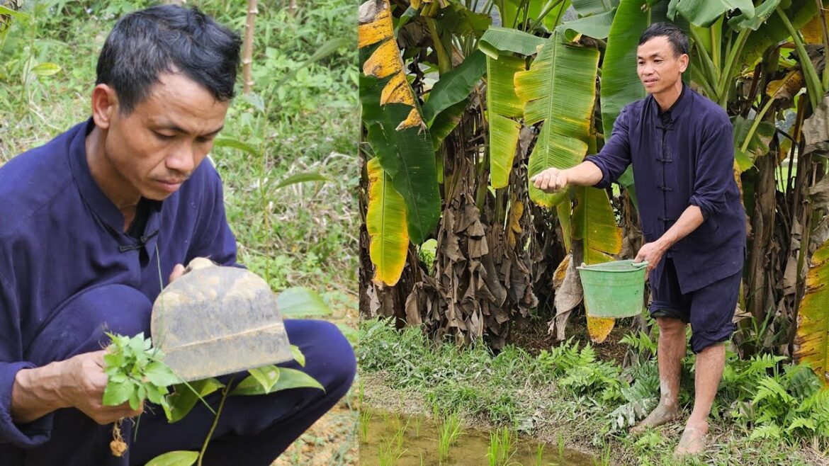 My daily life, Caring for rice plants, fertilizing, Vegetable gardening