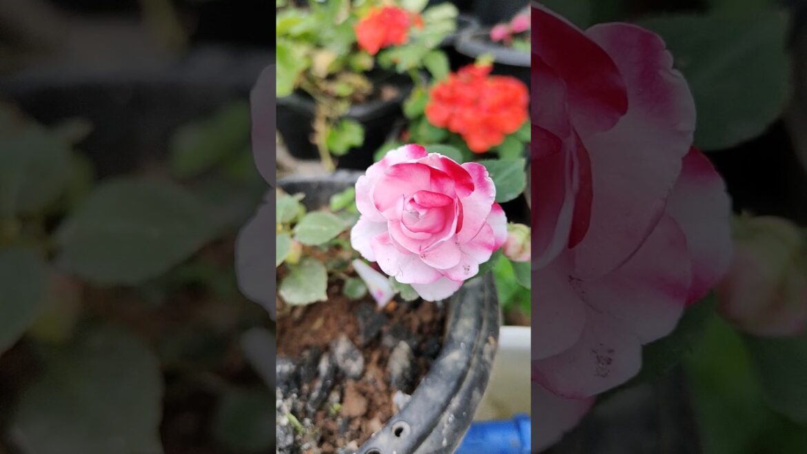 double colour double balsam#gardening#gardening tips#balsam