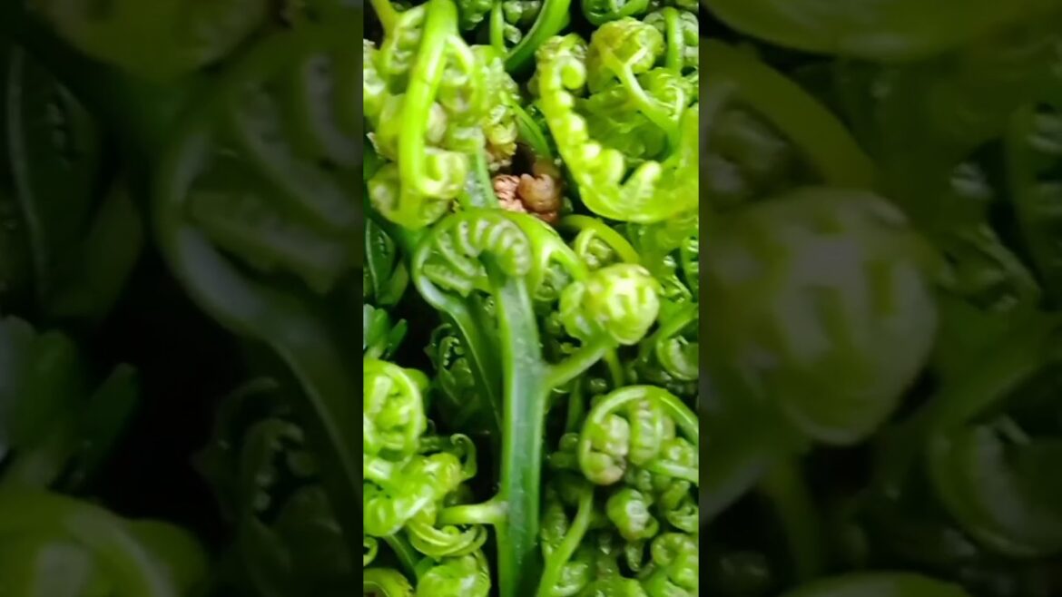 organic vegetable,pure organic, pure vegetable kya hain #nature #flowers#short