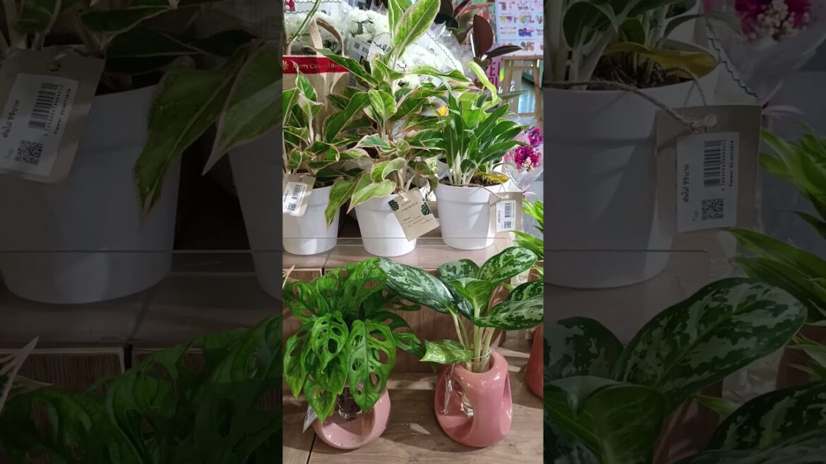 Plant shop #plants #plantmarket #plantshop #garden #gardenideas #gardenscapes #gardentips #gardening