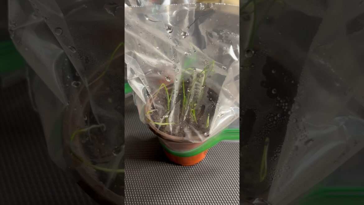 Onion Seeds to Seedlings #gardening #seedstarting #vegetablegardening