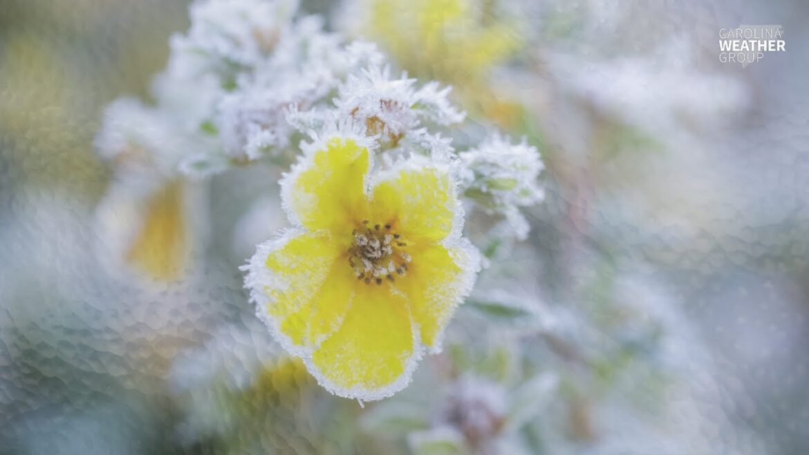 Unlock earlier #gardening with #weather trends [ep. 485]