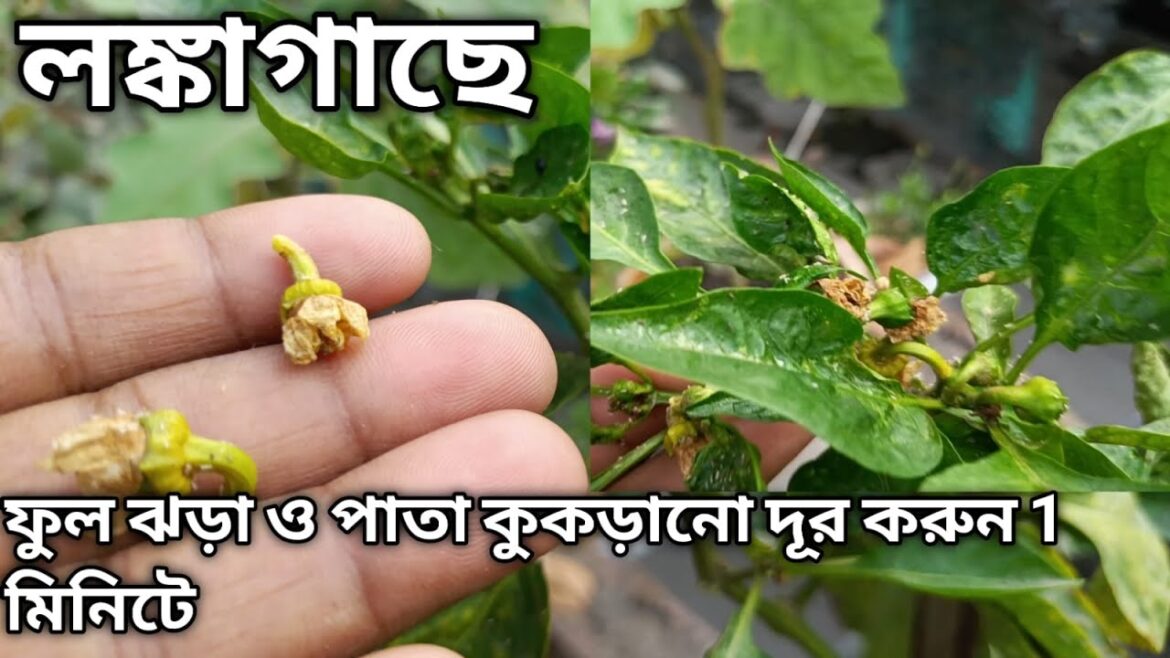 লঙ্কাগাছের পাতা কুঁকড়ানো ও ফুল ঝরা রোধ করুন সহজ ভাবে |How to Grow Chilli |gardening tips and tricks