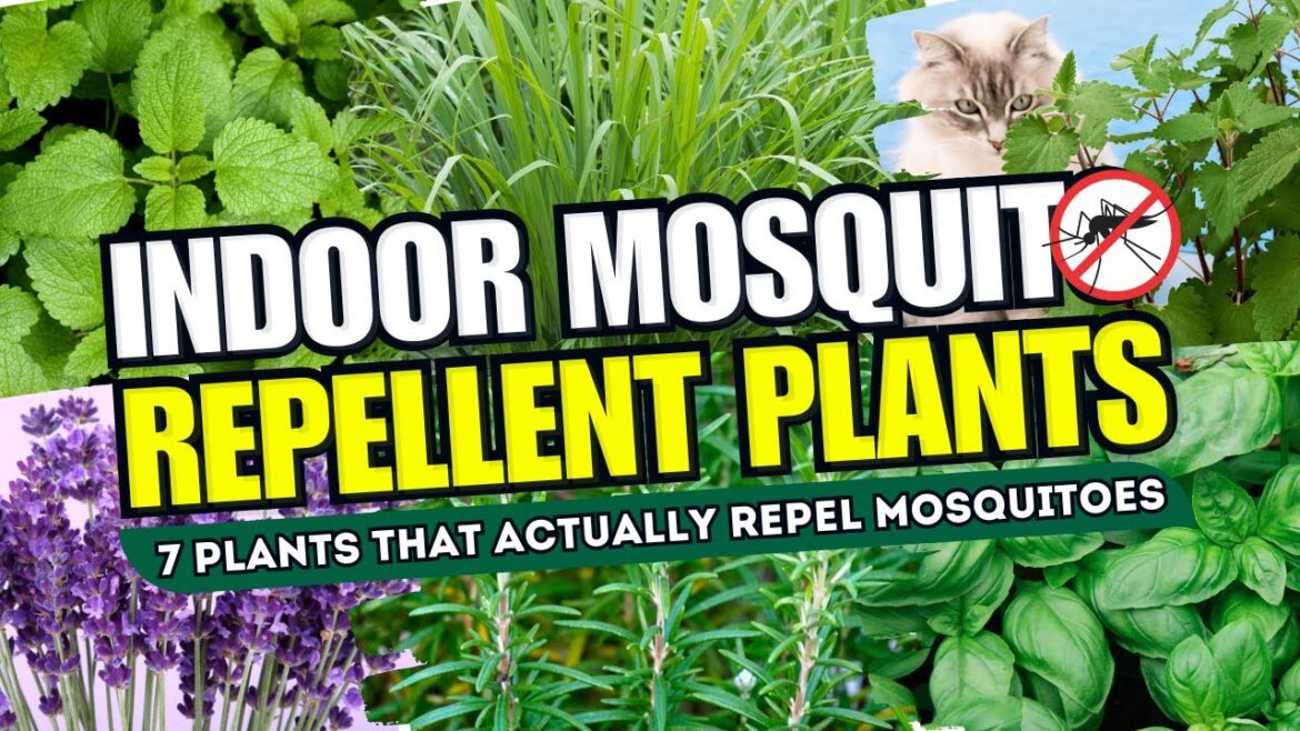 ๐ซ๐ฆ NO MORE MOSQUITOES! Top 7 Indoor Plants That ACTUALLY Repel Mosquitoes – NATURAL SOLUTIONS! ๐ฑโจ ๐ซ๐ฆ NO MORE MOSQUITOES! Top 7 Indoor Plants That ACTUALLY Repel Mosquitoes - NATURAL SOLUTIONS! ๐ฑโจ