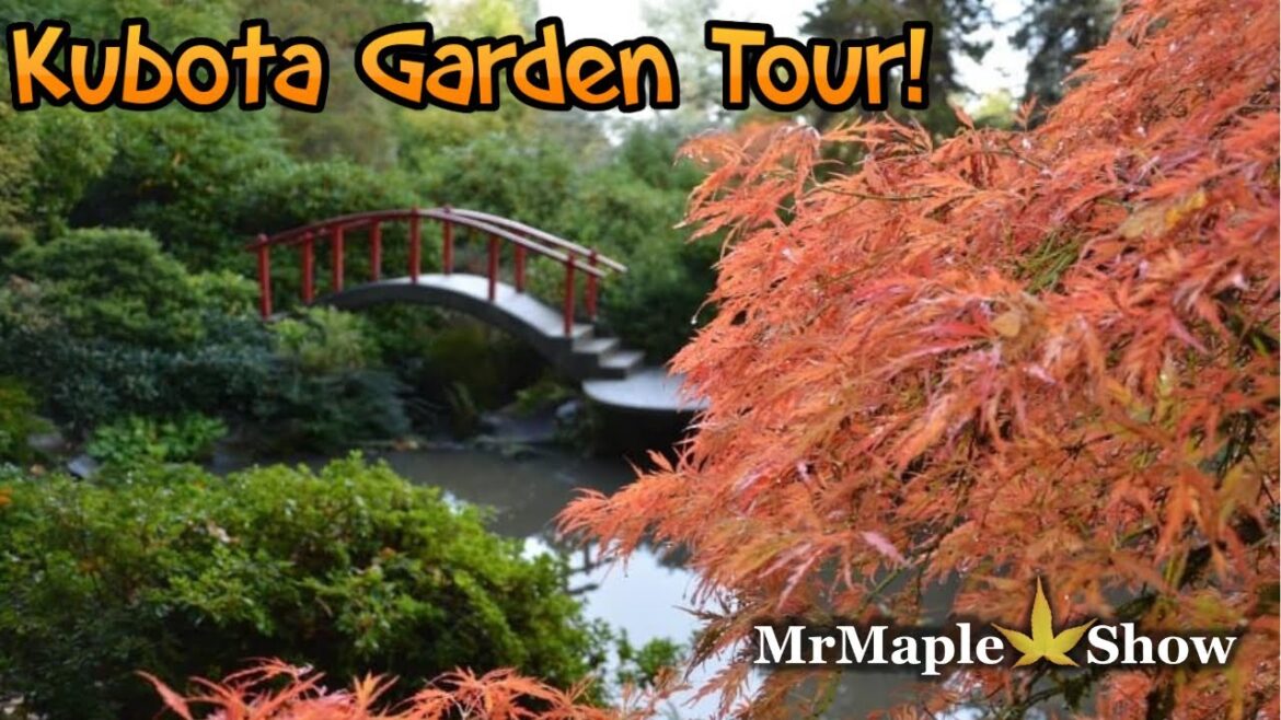 Kuboto Garden! an Authentic Japanese Garden in Seattle with Flashy Japanese Maples!