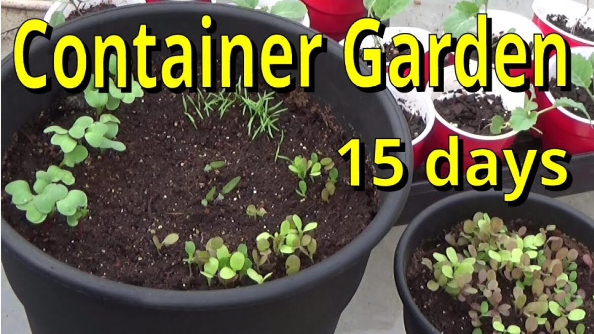 Container Gardening, 15 Day Progress Report, Success, 3-6-2024 Container Gardening, 15 Day Progress Report, Success, 3-6-2024