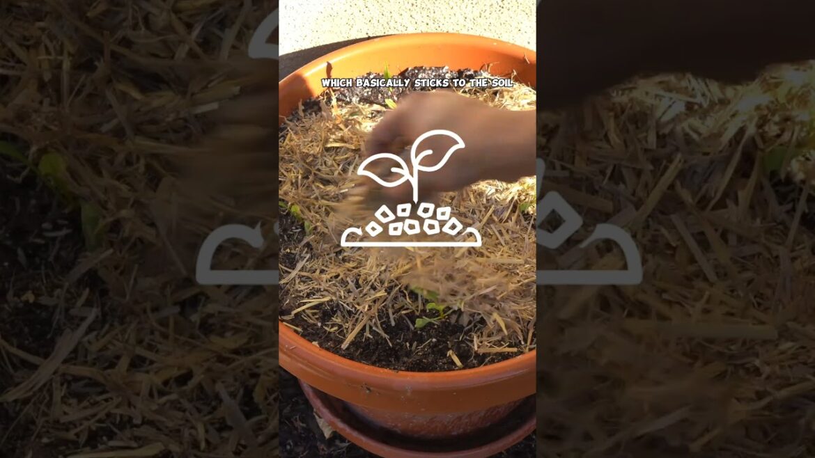 Master Mulching: Essential Tips for Your Garden! 🌿🛠️ #Shorts