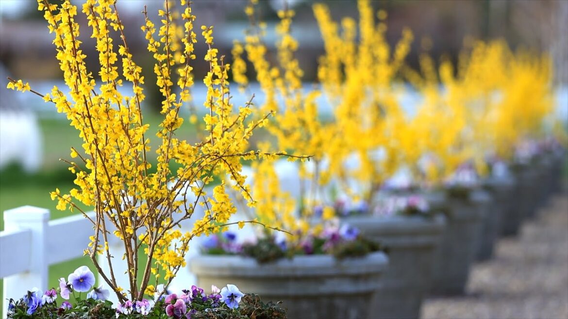 Garden Answer Highlights: Forsythia Update!!! πΏ Forsythia Update!!! πΏ