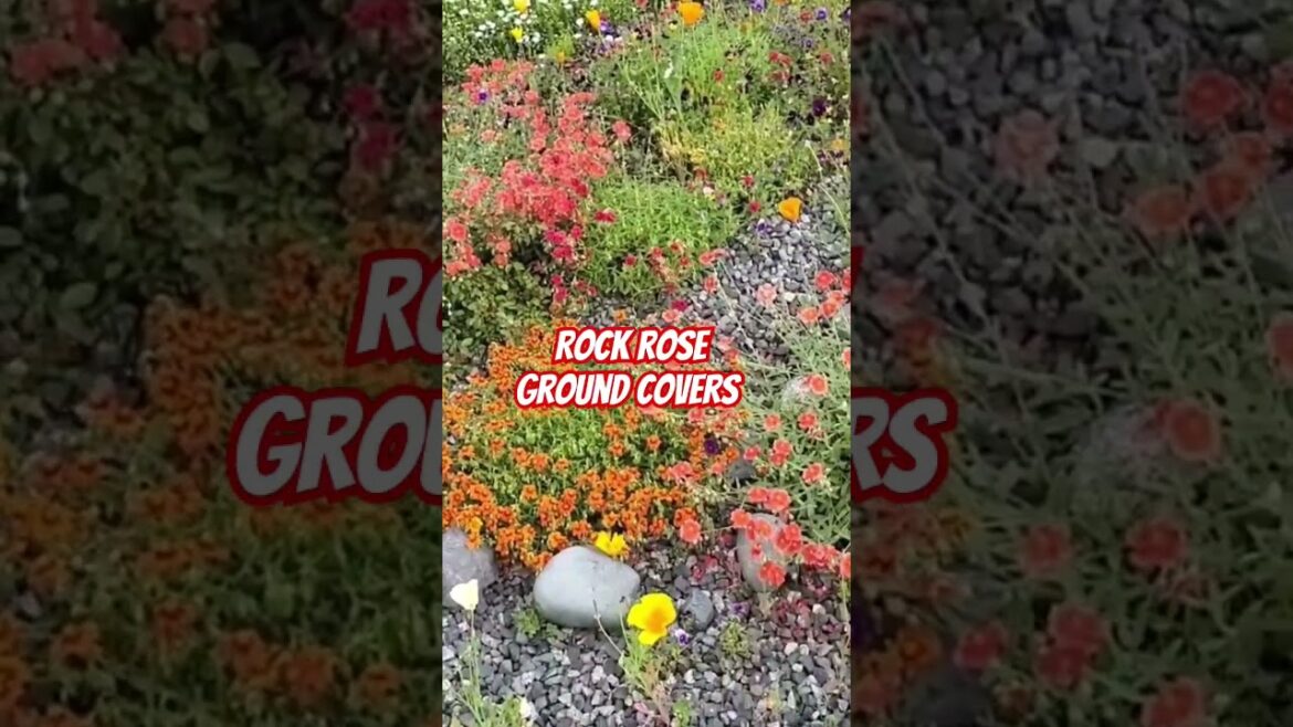 Plant these Ground Covers for EXPLOSIVE SUMMER COLOR!#garden #gardening