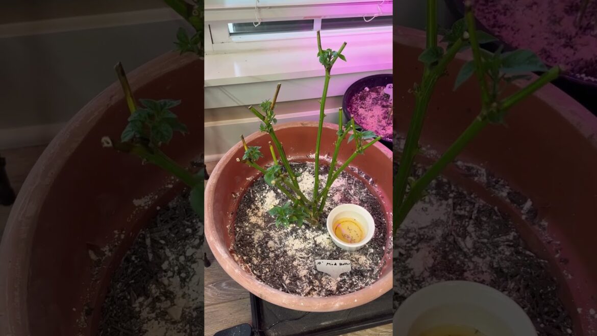 Pepper Plant Update: Keep Those Peppers For Next Year! #gardening #containergardening #peppers