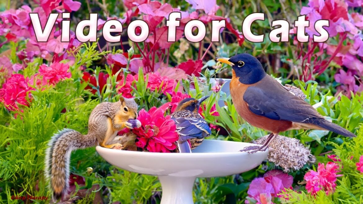 Cat TV for Cats to Watch 😹 Birds Fly Around the Backyard Welcoming Spring 🦜 Bird Video for Cats #4