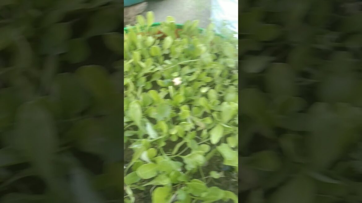 jab se Maine gardening #shots #shortvideo #sumitarealvlogs #vegetablegardening