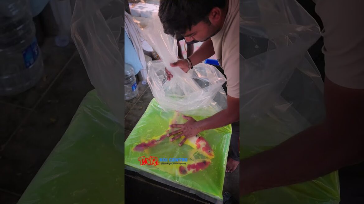 Shipment to Poes garden, Chennai