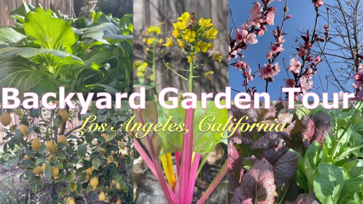 Garden Tour | Backyard Edible Urban Garden #gardening #gardentour Garden Tour | Backyard Edible Urban Garden #gardening #gardentour