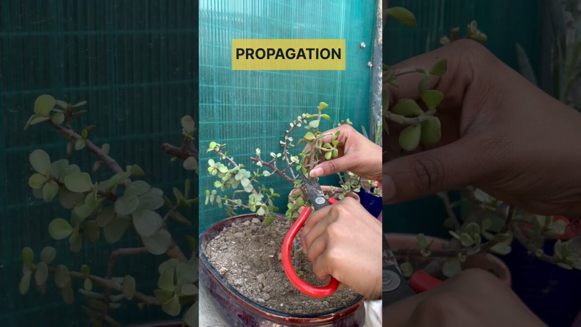 5 Tips to Start Your Summer Garden🌼💚 #shorts #gardeningtips #summerplants 5 Tips to Start Your Summer Garden🌼💚 #shorts #gardeningtips #summerplants