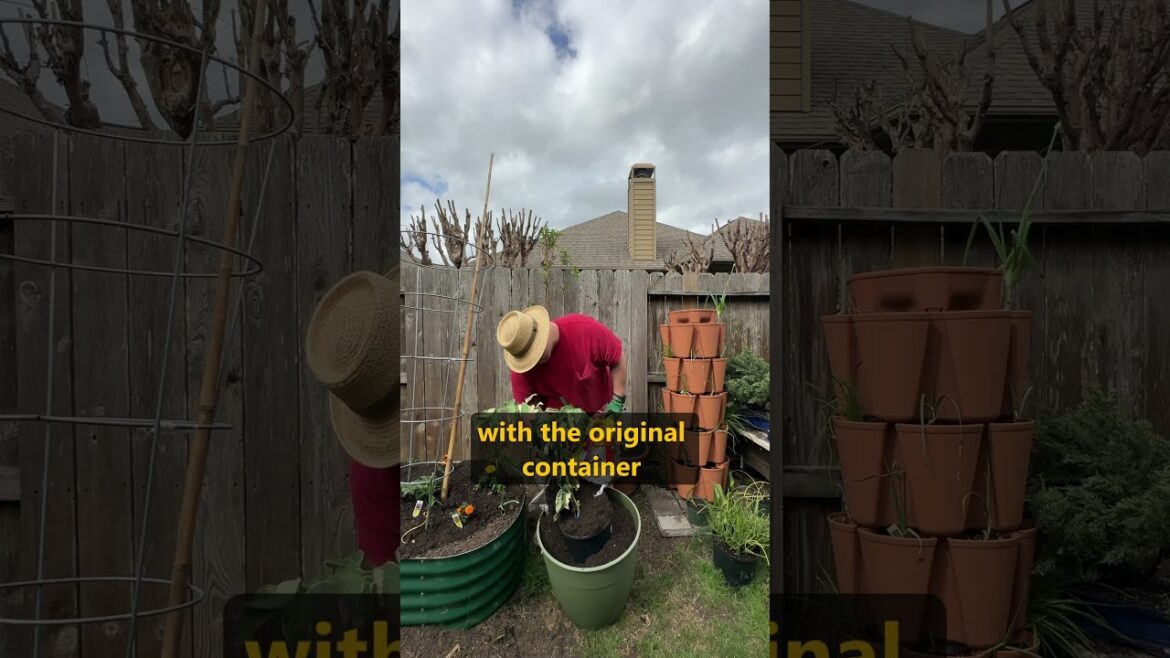 Growing Fruit Trees In Containers (Gardening Hack)